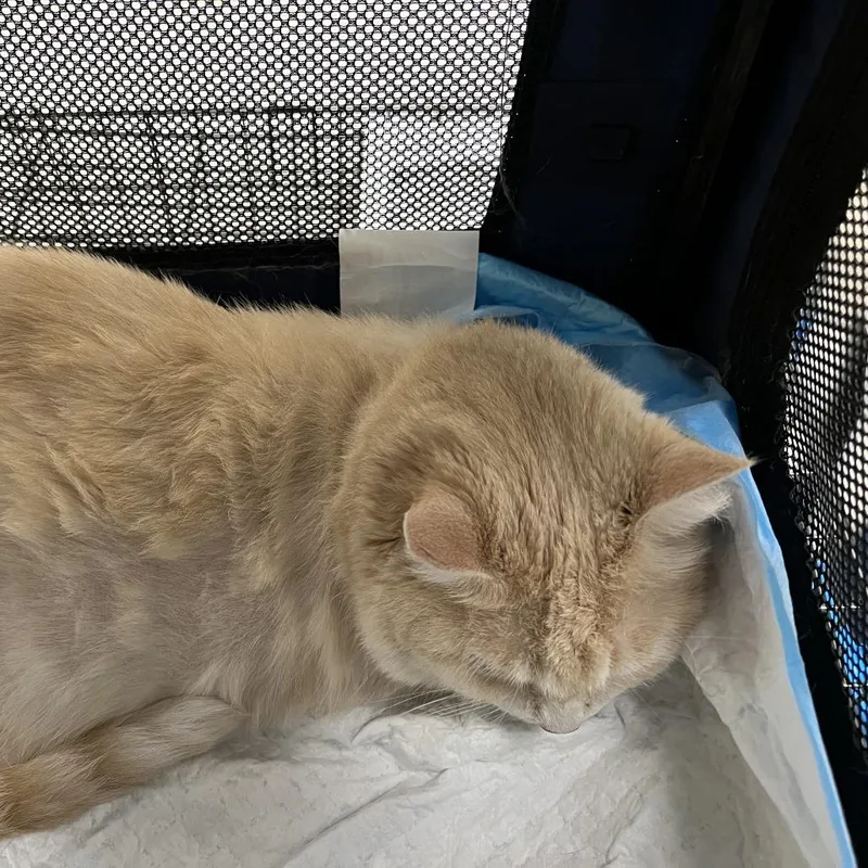 Peaches thumbnail 3