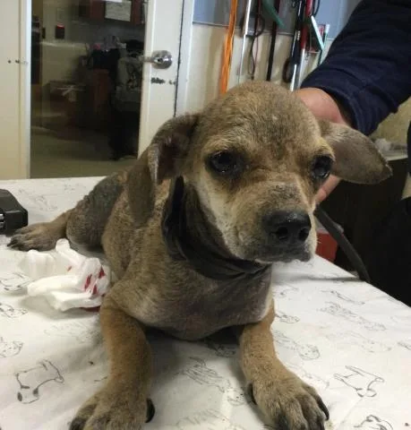 A young small-sized male Chihuahua dog named Basil for adoption in Riverside, CA