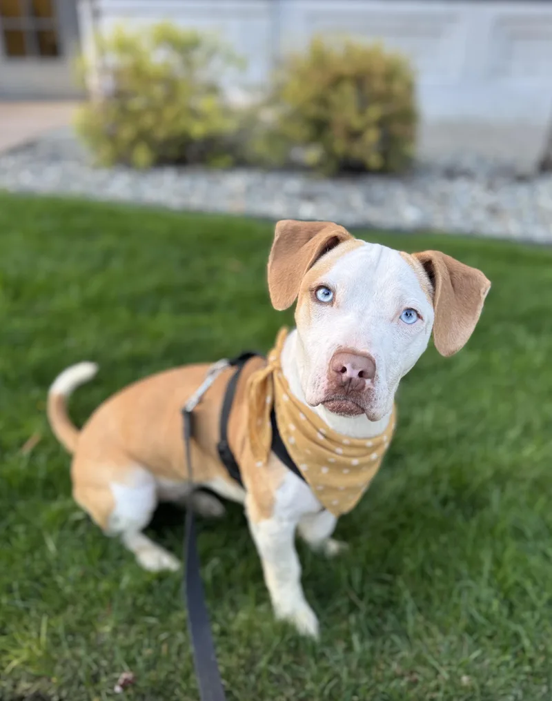 A young medium-sized female Beagle dog named Bellatrix for adoption in lynnwood , WA