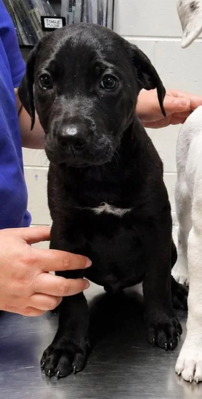 A baby small-sized male Mixed Breed dog named Pepe for adoption in Rome, GA