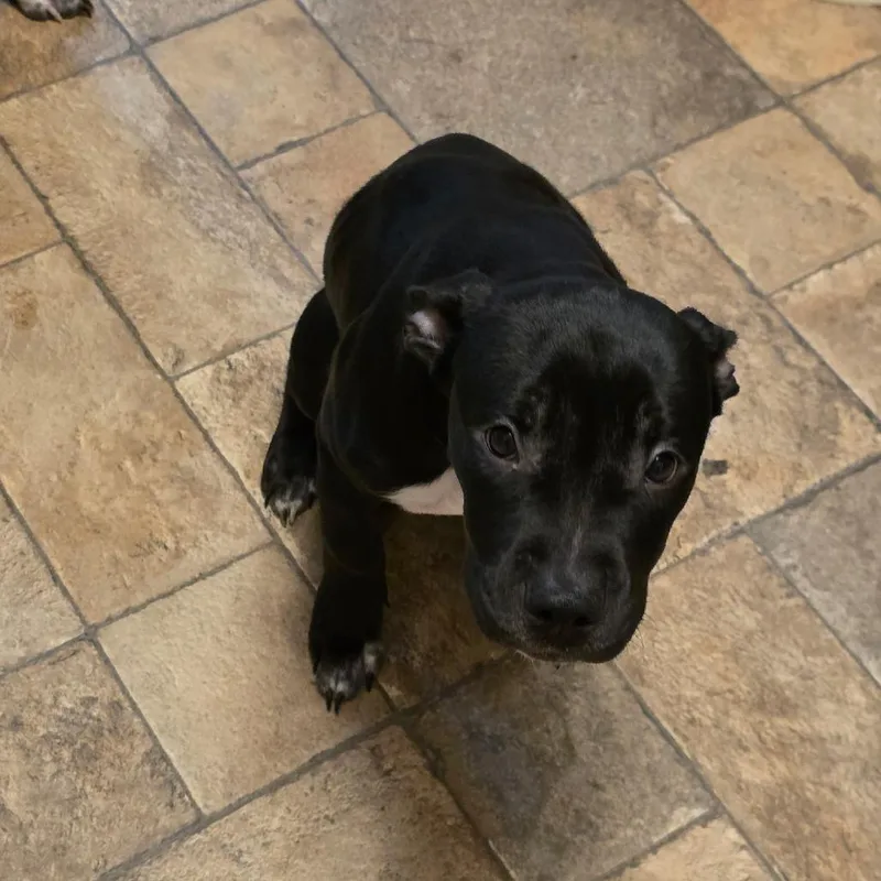 A baby medium-sized female Black Pit Bull Terrier dog named Koda for adoption in Oceanside, NY