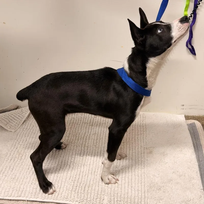 A baby medium-sized female Black Cattle Dog dog named Bubbles for adoption in League City, TX