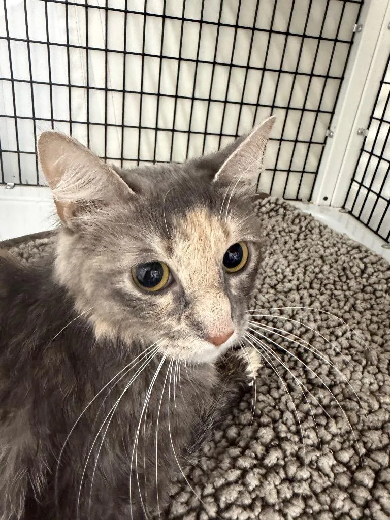 An adult large-sized female Domestic Medium Hair cat named Sandy for adoption in Ewing, NJ