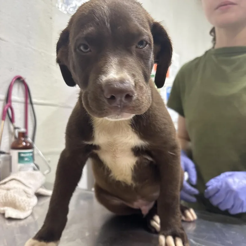 A young medium-sized male Labrador Retriever dog named Brantley for adoption in Clanton, AL
