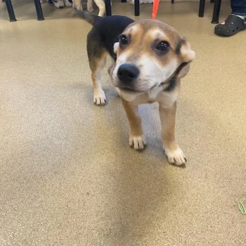 A baby small-sized male Black Cardigan Welsh Corgi dog named Mike for adoption in West Palm Beach, FL