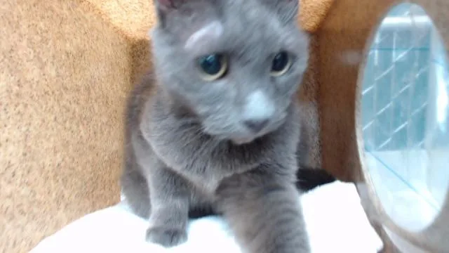An adult medium-sized female Domestic Short Hair cat named Musi for adoption in Downey, CA