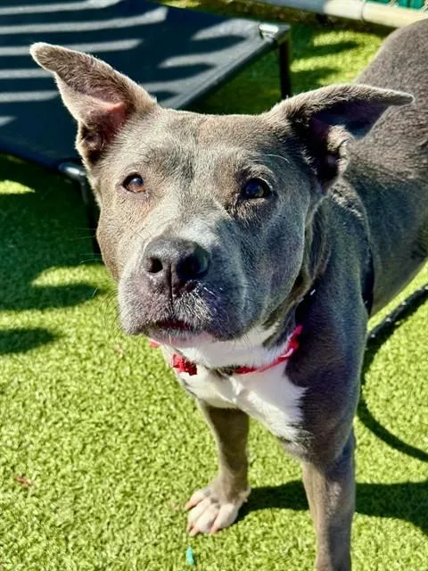A young medium-sized female Labrador Retriever dog named Silver Belle for adoption in Olivette, MO