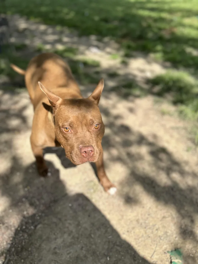 An adult medium-sized female Red / Chestnut / Orange American Staffordshire Terrier dog named Tinker for adoption in Pine Bluff, AR