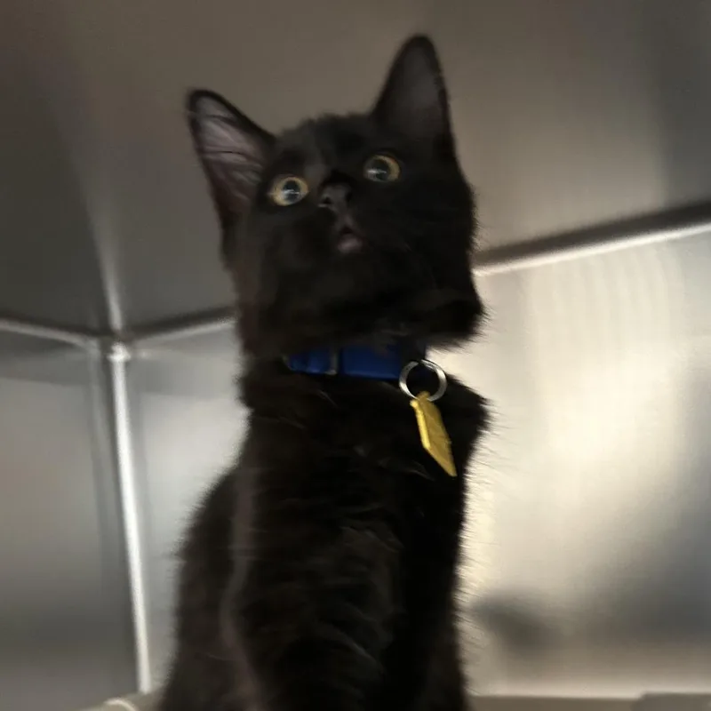 A baby small-sized male Domestic Long Hair cat named Maple Cremee for adoption in Springfield, MA