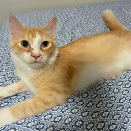A young medium-sized male Tabby (Orange / Red) Domestic Short Hair cat named Achilles for adoption in Rochester, MN