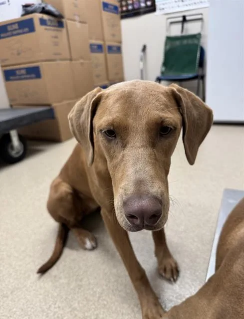 A young large-sized female Vizsla dog named Penelope for adoption in Grand Prairie, TX