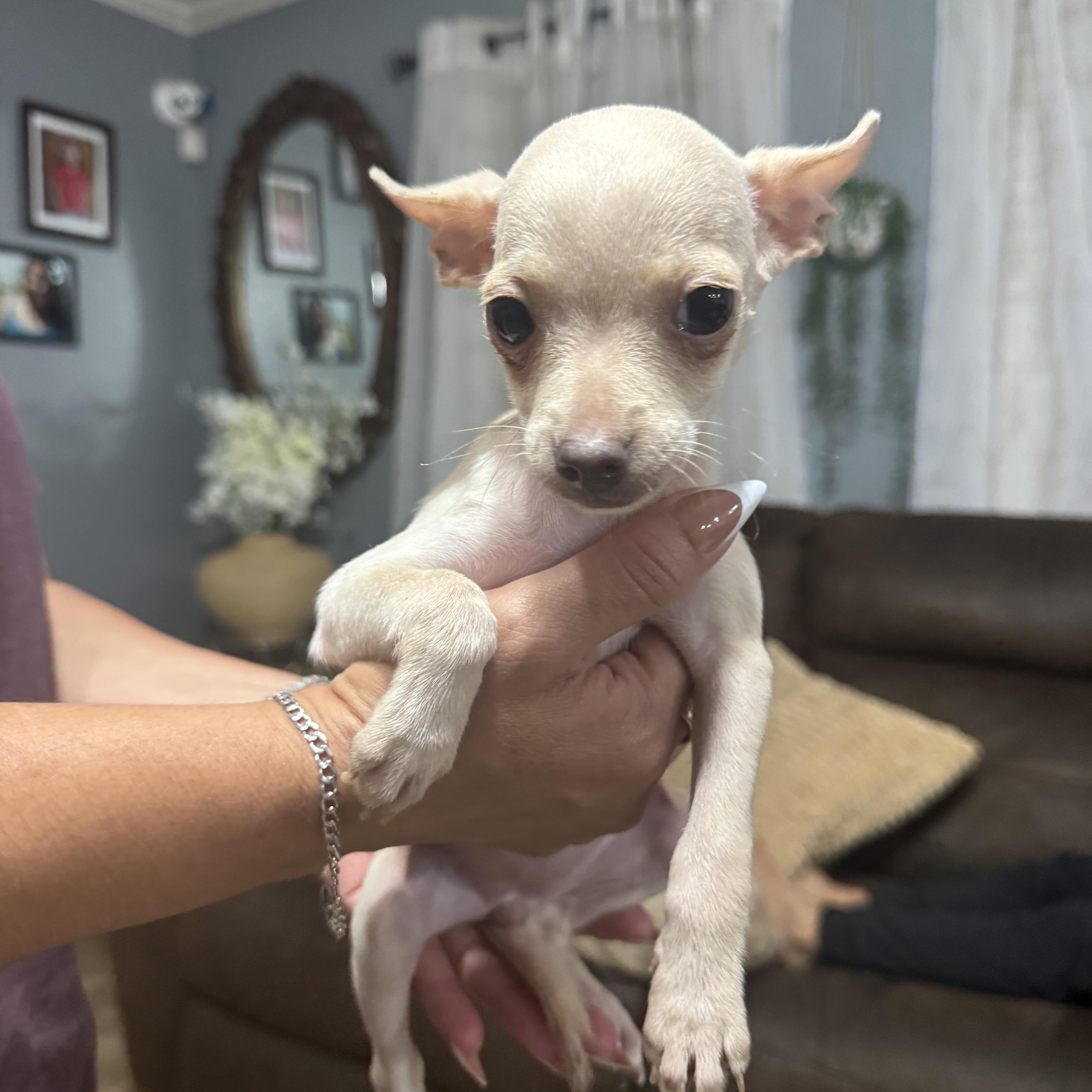A baby small-sized female Chihuahua dog named Jill for adoption in Sumter, SC