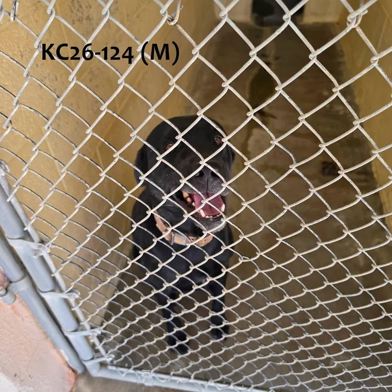 An adult large-sized male Black Labrador Retriever dog named Kc for adoption in Ridgecrest, CA