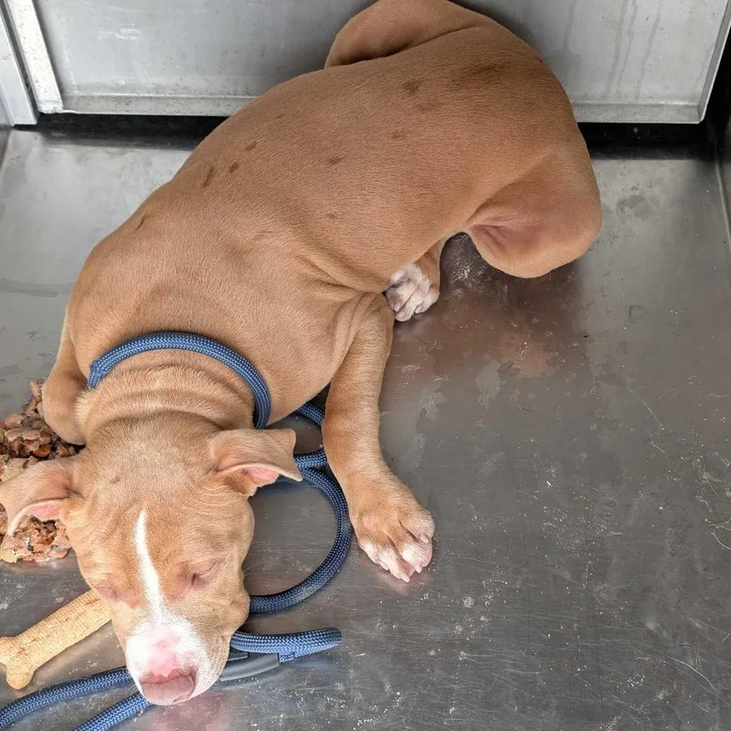 An adult medium-sized male Yellow / Tan / Blond / Fawn Pit Bull Terrier dog named StrayLumpkinRoad"Boosie" for adoption in Columbus, GA