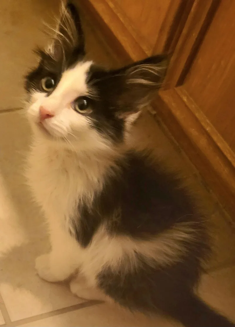 Gumbo