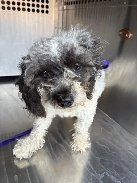 An adult small-sized female Poodle dog named Starlight for adoption in Phoenix, AZ