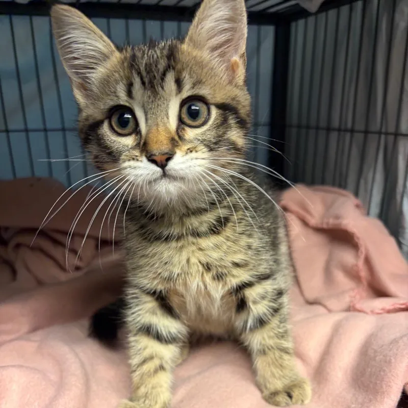 A baby small-sized male Brown / Chocolate Domestic Short Hair cat named Mr Fluffmuffin for adoption in Waldorf, MD