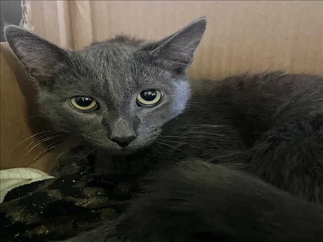 A young small-sized male Domestic Short Hair cat named Appa for adoption in Los Angeles, CA