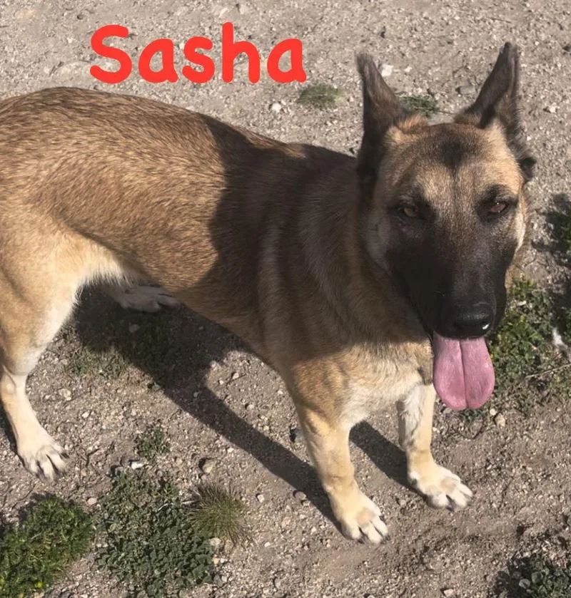 Sasha thumbnail 2