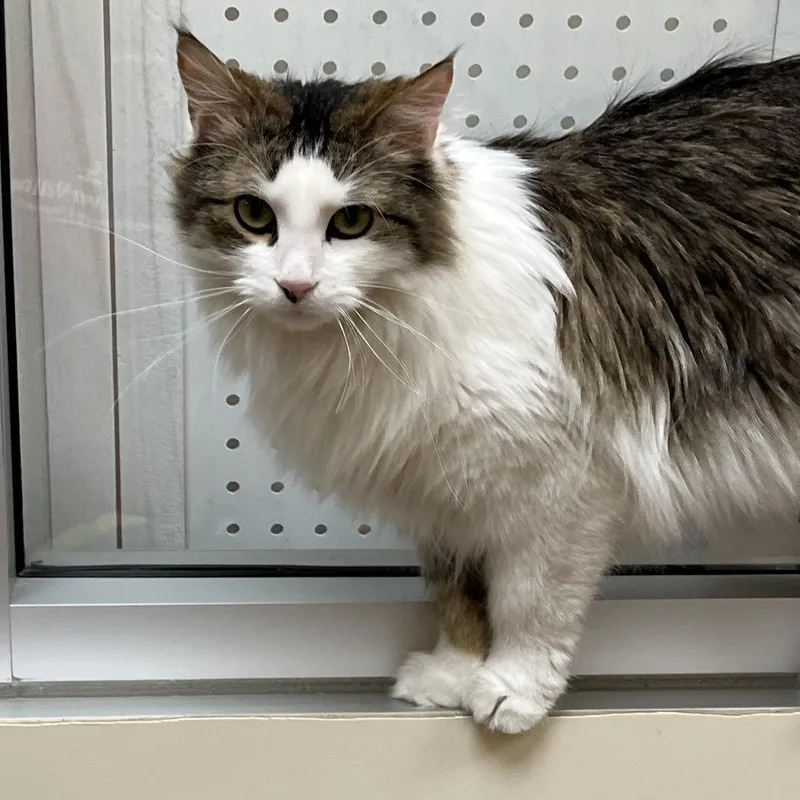 Ginger thumbnail 5