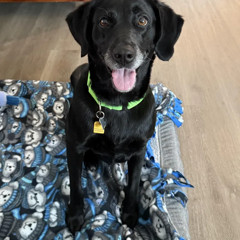 An adult medium-sized female Retriever dog named Darla for adoption in Palatine, IL