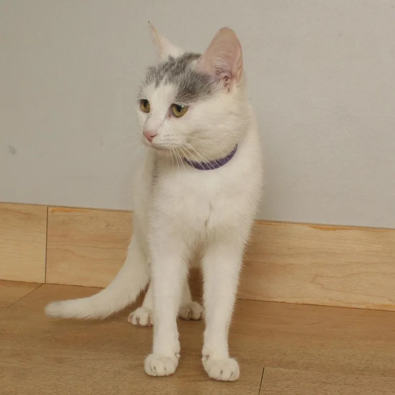 A young medium-sized female White Domestic Short Hair cat named Poppy C for adoption in Minnetonka, MN