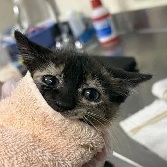 A baby small-sized female Tortoiseshell Domestic Short Hair cat named Phoebe for adoption in Asheville, NC