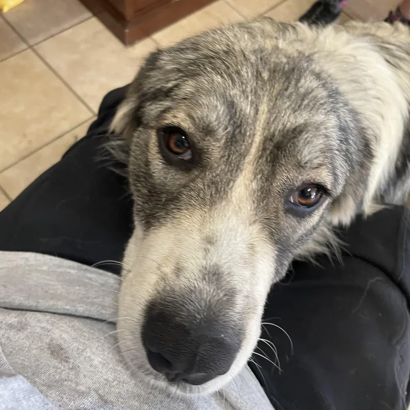 Sweet Girl thumbnail 2