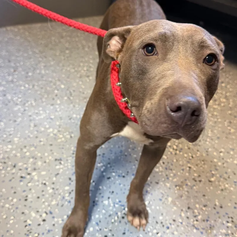 A young medium-sized female Gray / Blue / Silver Pit Bull Terrier dog named TUSCStray_ for adoption in Tuscaloosa, AL
