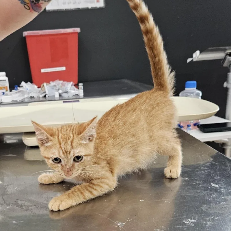 A baby small-sized male Orange / Red Domestic Short Hair cat named Garfunkle for adoption in Livingston, TX