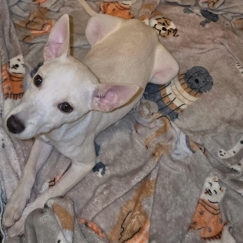 A baby small-sized female Chihuahua dog named Jolie for adoption in Walker, LA