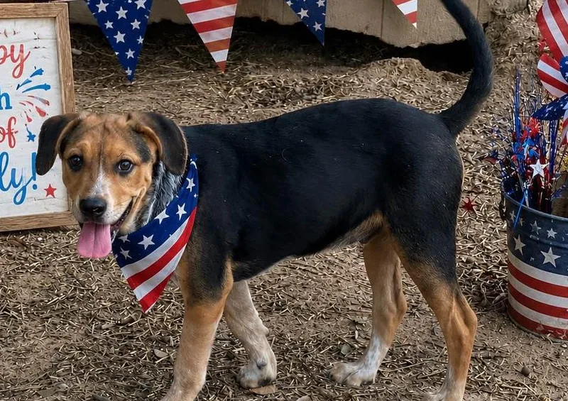 A baby medium-sized male Australian Shepherd dog named Watkins for adoption in Locust Fork, AL