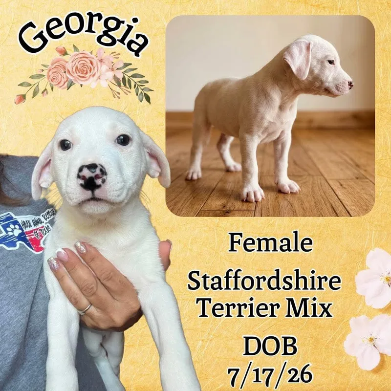 A baby medium-sized female White / Cream American Staffordshire Terrier dog named Georgia for adoption in Caldwell, TX