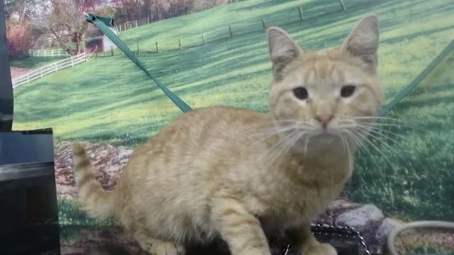 A young small-sized male Domestic Short Hair cat named Toby for adoption in Moreno Valley, CA