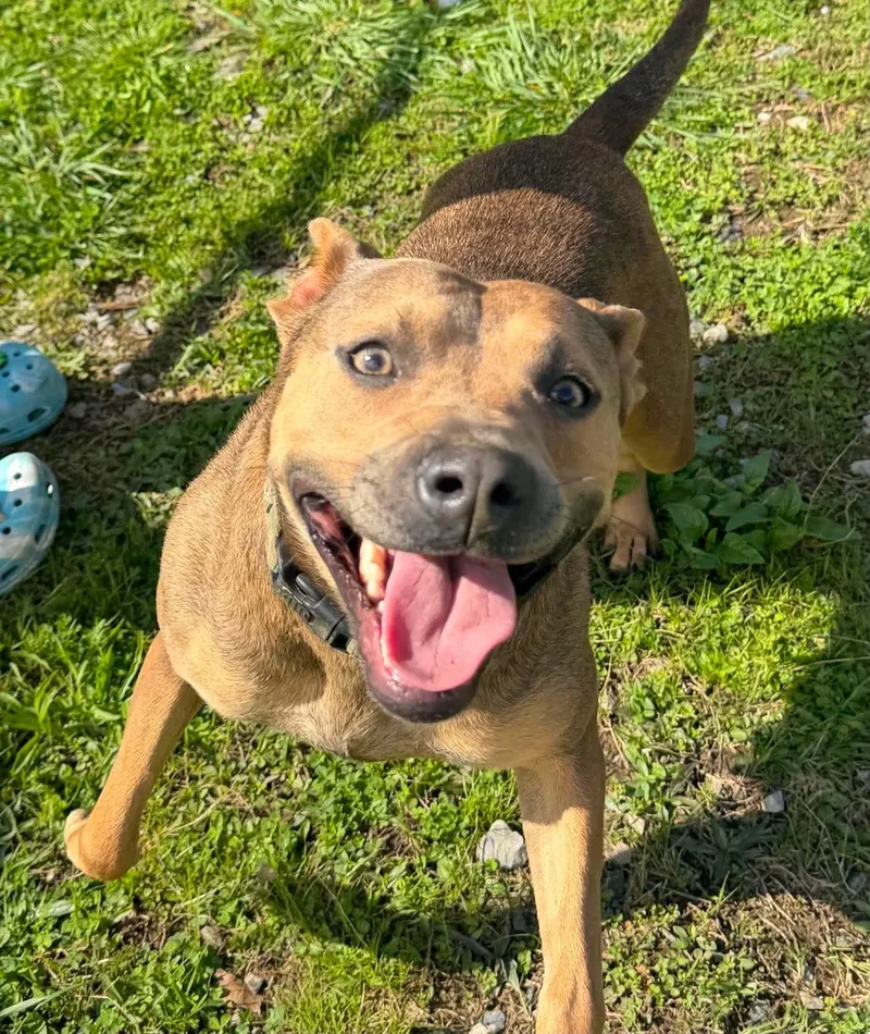 A young medium-sized female Brown / Chocolate Mixed Breed dog named Bella for adoption in BONIFAY, FL