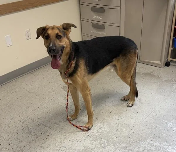 An adult large-sized male German Shepherd Dog named Murphy for adoption in Salt Lake City, UT