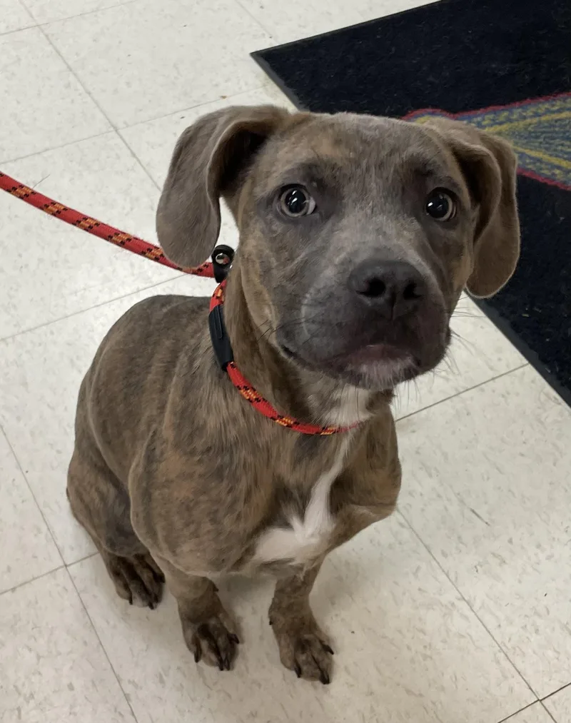 An adult medium-sized female Brindle Terrier dog named Zelda HOLD for adoption in Canton, OH