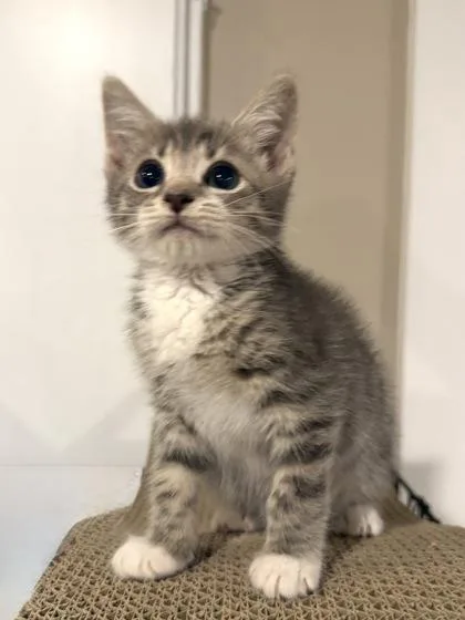 A baby small-sized male Domestic Short Hair cat named Funyun for adoption in West Chester, PA