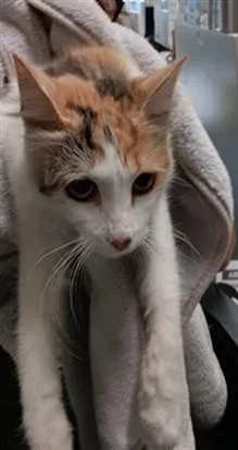 A young medium-sized female Domestic Short Hair cat named Chikis for adoption in Los Angeles, CA