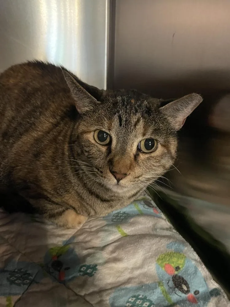 An adult medium-sized female Domestic Short Hair cat named Mia for adoption in Ferndale, MI