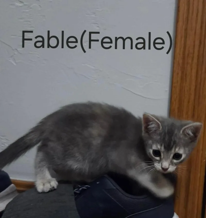 A baby small-sized female Gray / Blue / Silver Domestic Short Hair cat named Fable for adoption in Shawnee, OK
