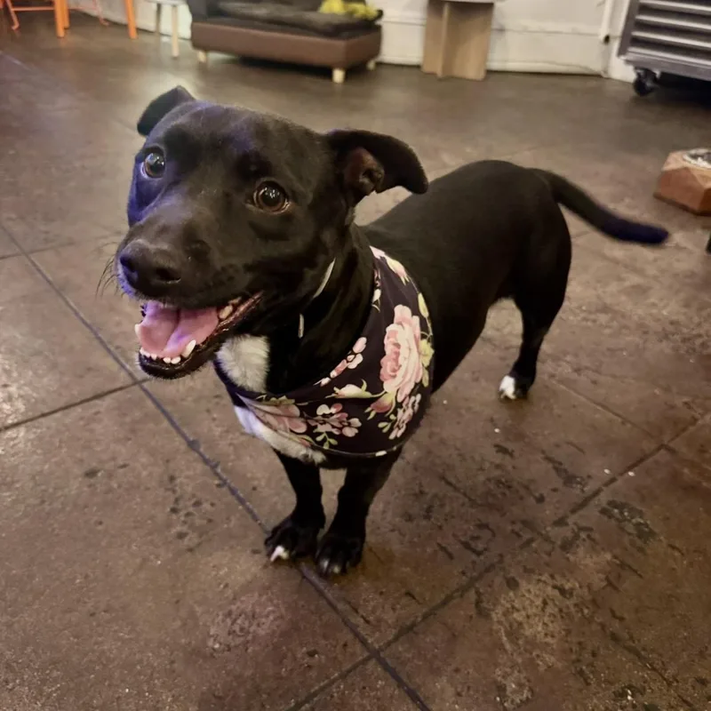 An adult small-sized female Dachshund dog named Oreo for adoption in Torrance, CA