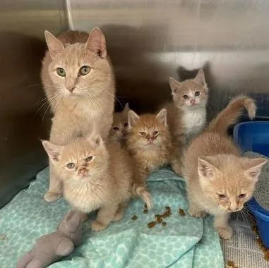 An adult medium-sized female Tabby (Buff / Tan / Fawn) Domestic Short Hair cat named Tanya for adoption in Rochester, MN