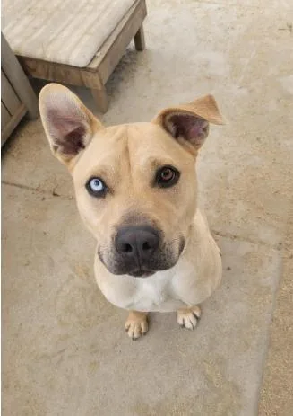 A young large-sized male Apricot / Beige Pit Bull Terrier dog named Cashew for adoption in Phoenix, OR