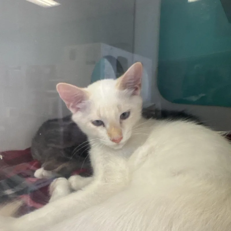 A baby small-sized male White Domestic Short Hair cat named Caspian for adoption in Lake Jackson, TX