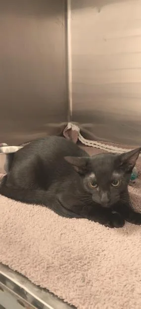 An adult small-sized male Domestic Short Hair cat named Azabache for adoption in North Miami Beach, FL