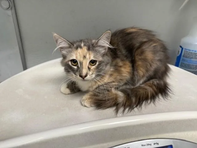 A baby small-sized female Domestic Medium Hair cat named Tiny Diamond for adoption in Antioch, CA