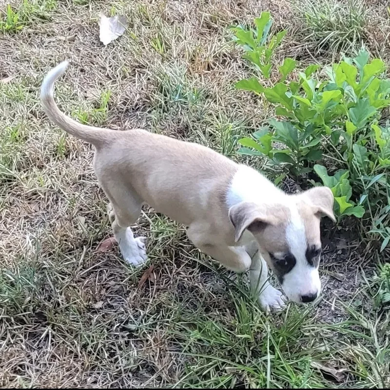 A baby medium-sized female Boxer dog named Barbra Jean for adoption in Queen City, TX
