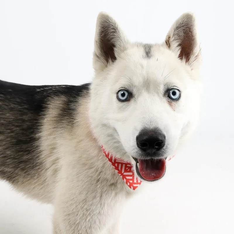 A young medium-sized female Husky dog named Patches for adoption in Murray, UT