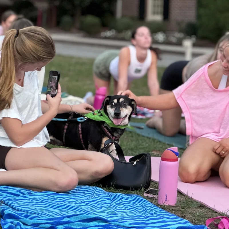 A senior medium-sized female Beagle dog named Lucy for adoption in Knoxville, TN